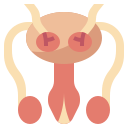 reproductive-system